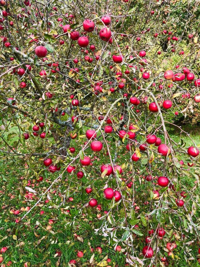 Вілла Apple Tree House Lubin  Екстер'єр фото
