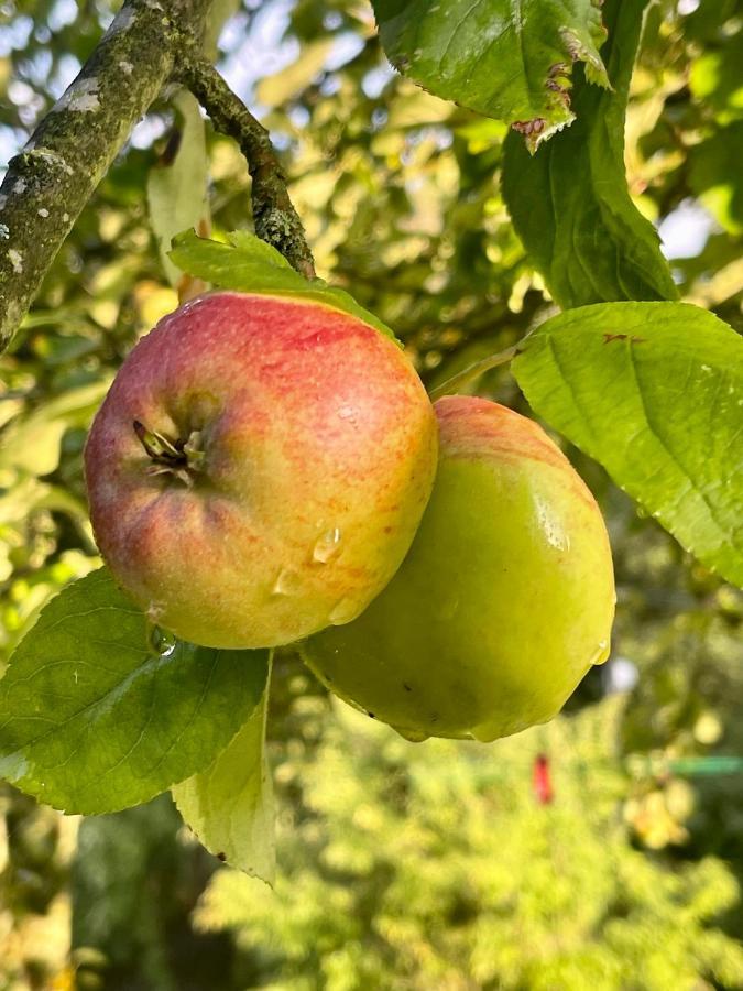 Вілла Apple Tree House Lubin  Екстер'єр фото