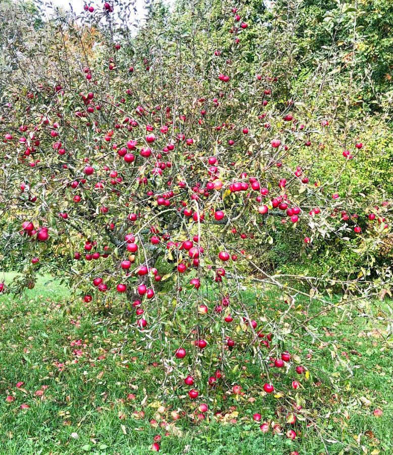 Вілла Apple Tree House Lubin  Екстер'єр фото